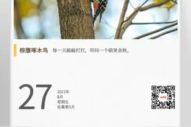 湖湘自然历丨啄木鸟为什么不会脑震荡图片