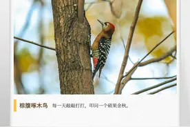 湖湘自然历丨啄木鸟为什么不会脑震荡图片