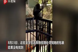 新加坡猴子趁学生睡着闯入大学宿舍偷食物和包裹图片