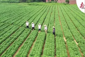 镇里来了工作队丨上田入海，特色帮扶助镇兴图片