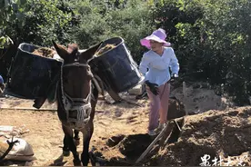 “马帮”现身济南深山参与现代公园建设，体重94斤女“帮主”每天装6吨建材图片