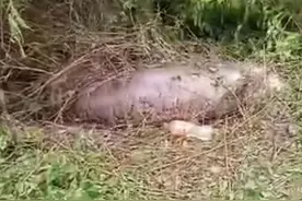 蟒蛇吃掉整头牛后胃部撕裂死亡图片