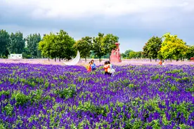 北京最美的季节里，北京号带您打卡秋日花海图片