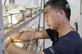 河北成安：小鸵鸟托起增收梦视频封面