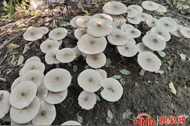 白蚁“种植”鸡枞菌 惊现平顶山图片
