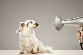 那么多造型的吹风机风嘴，它们到底是派啥用场？图片