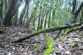 云南昌宁：红外相机意外拍到眼镜王蛇珍贵影像图片