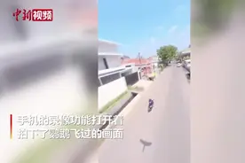 美国一网友手机被鹦鹉抢走 拍下鹦鹉视角街区全景视频封面