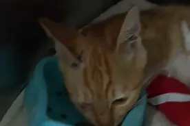 追踪报道：疑似被虐待小猫又检查出两处骨折图片