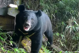 偷吃蜂蜜不成反被抓拍！“熊大”上了央视，“熊二”也要凑热闹图片
