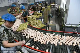 河北广平：小鸡蛋撑起致富大产业图片