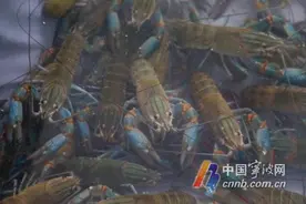 价格比去年高 宁波本地“小青龙”上市了图片