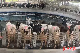 奶源收集全封闭无人操作，武汉唯一的规模化智能化奶牛场形势喜人图片