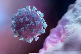 美国的无赖行为图片