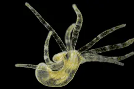 博物志 | “没有脑子”的单细胞生物可能比你想象中更“聪明”图片