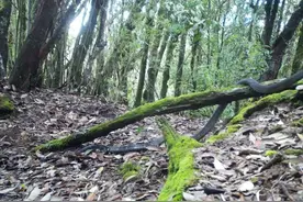 罕见！云南昌宁拍到眼镜王蛇珍贵影像图片