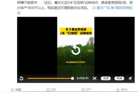 禾下乘凉梦成真了！重庆2米“巨型稻”试种成功图片