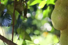 拯救选择困难症！湛江榴莲味菠萝蜜让你一口拥有两种快乐图片