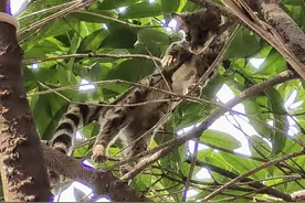 郴州一城区树上现“奇怪猫”，被路人围观很镇定，专家一看：一级保护动物小灵猫图片