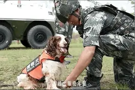 告别军营时，它突然“跳车”了图片