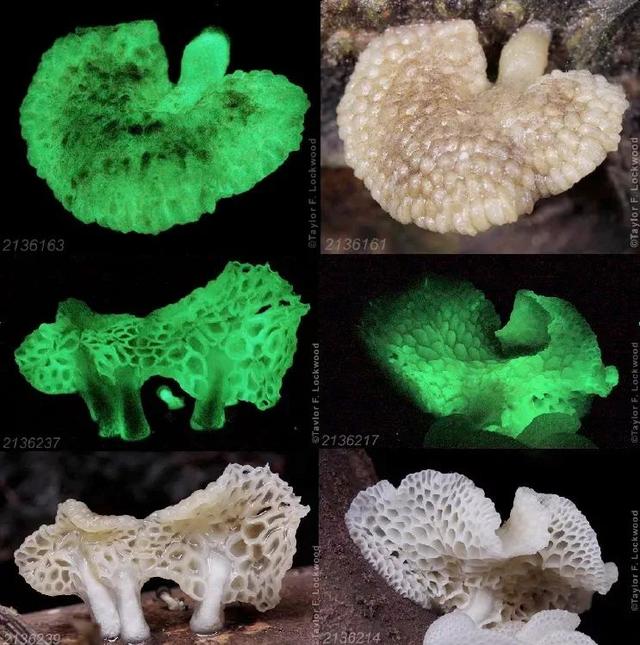 洛克王国孢子树在哪（还记得阿凡达里的发光植物吗现实中就有）