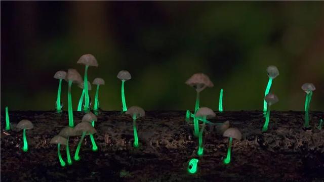还记得《阿凡达》里的发光植物吗？现实中就有