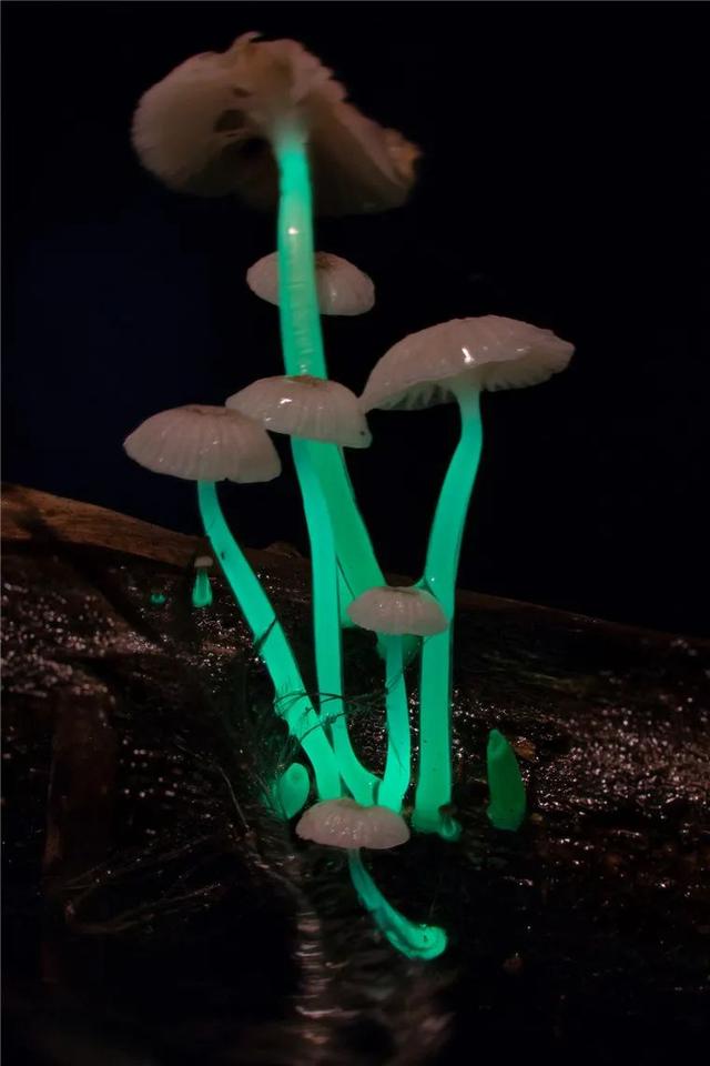 还记得《阿凡达》里的发光植物吗？现实中就有