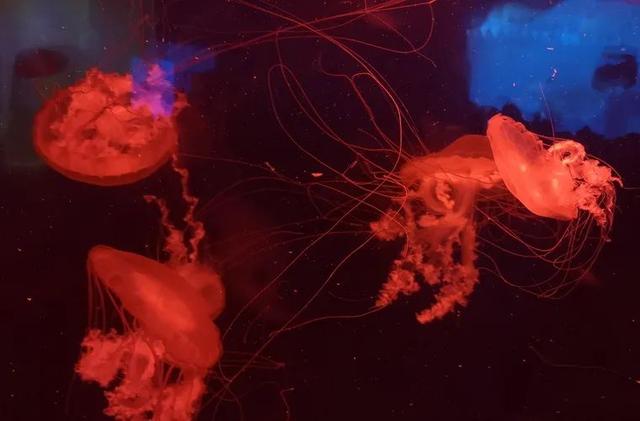 还记得《阿凡达》里的发光植物吗？现实中就有