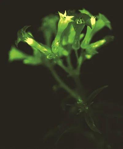 还记得《阿凡达》里的发光植物吗？现实中就有