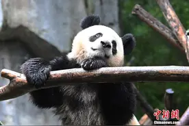 成都大熊猫“金宝”因长相潦草而走红图片