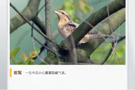 湖湘自然历丨此鸟遇险有三招：扭脖子、吐舌头、装死图片