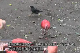 上海动物园：美洲红鹮首次成功自然繁殖视频封面