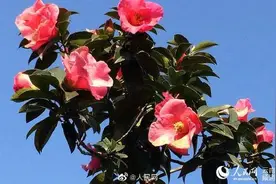 云南8大名花高清组图 总有一朵会惊艳到你图片