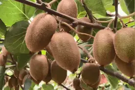 爱吃猕猴桃的，赶紧看下这个消息图片