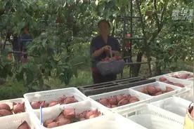 河北泊头：“鸭梨之乡”采摘忙