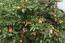 警惕！这些植物有毒，别乱碰、别乱吃！赶紧告诉家里人图片