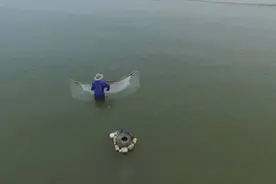 踩着“高跷”下海见过吗？青岛西海岸渔民有特殊的捕虾技巧，一天可入上千元图片