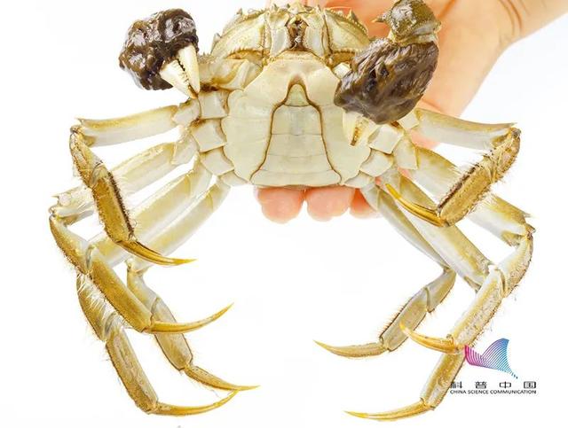 刚死的螃蟹能吃吗？哪些部位不能吃？误食后果很严重……