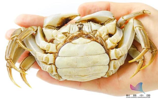 刚死的螃蟹能吃吗？哪些部位不能吃？误食后果很严重……