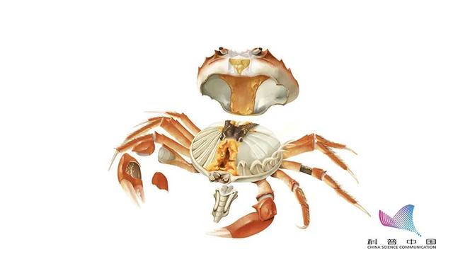 刚死的螃蟹能吃吗？哪些部位不能吃？误食后果很严重……