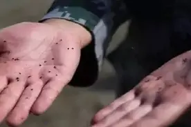 被这种小虫咬后奇痒无比！广东有人中招图片