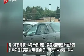 美国威斯康星州一司机开车载着三头牛排队去买快餐图片