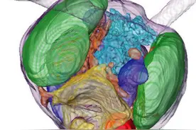 世界首次！石油有望被替代？科学家发现神奇浮游生物图片