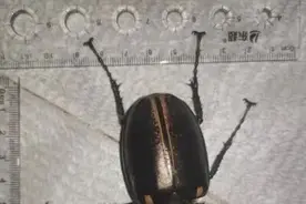 曾被宣布灭绝的国家保护动物，再次现身图片