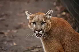 美国5岁男孩遭美洲狮袭击 母亲徒手击退狮子图片