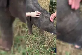 亚洲象宝宝出生6天后遭遗弃 警民全力救助图片