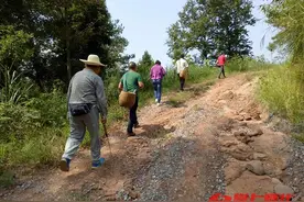 又到了捡枞菌、吃枞菌的好时节图片