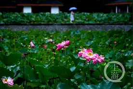 烟雨朦胧中，邂逅夏荷之美图片
