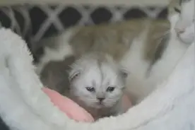 青岛克隆猫全网“征婚”：绿色眼睛，纯正英国口音优先！网友纷纷晒猫拼才艺图片