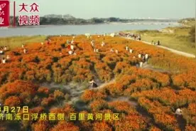 黄河岸边浪漫花海成市民打卡地图片